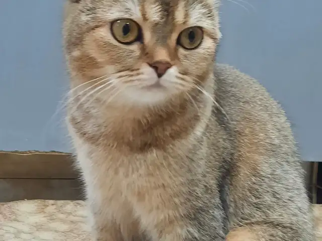 Шотландская кошка, Душанбе