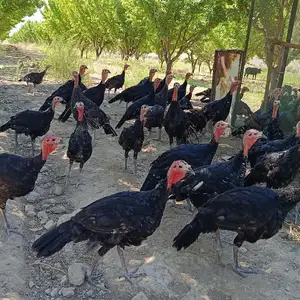 Индюк чуча, Хуҷанд