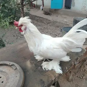 Хурузи японча, Шахринав
