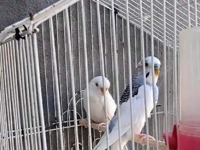 Попугай, Душанбе