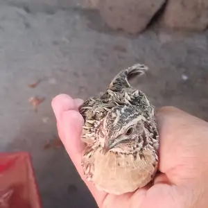 Бедона, Душанбе