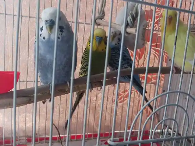 Попугай, Душанбе