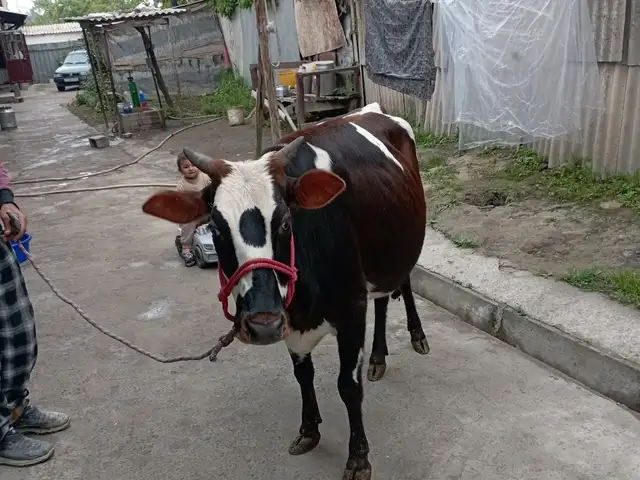 Гов, Ҳисор