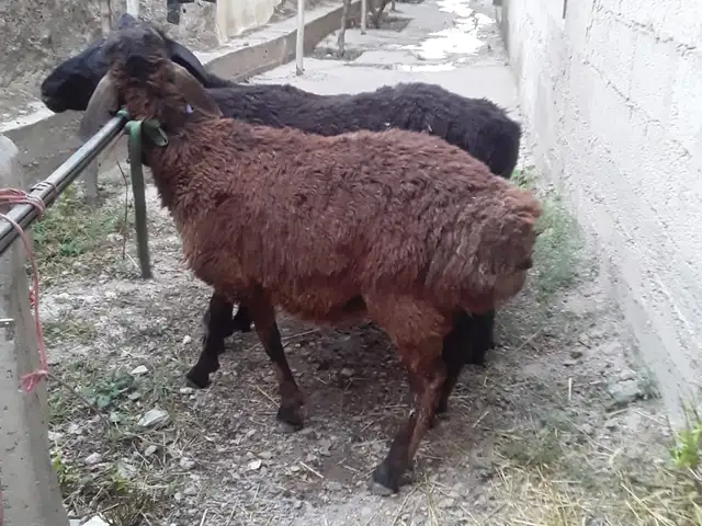 Гусфанд, Душанбе