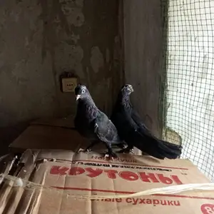 Кафтар, Душанбе