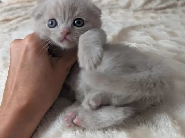 Шотландские вислоухие котята, Душанбе