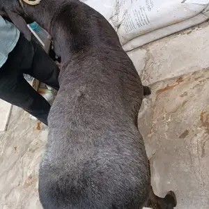 Гусфанд, Худжанд