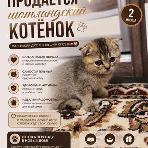 Кошка, Душанбе
