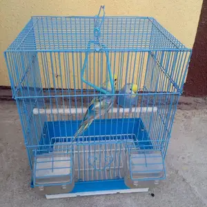 Попугай, Душанбе