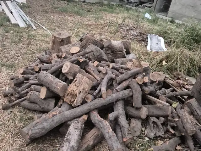 Хезуми кок, Душанбе