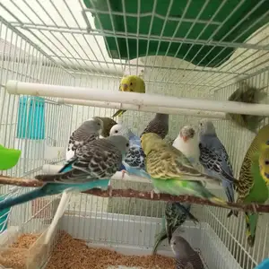 Попугай, Душанбе