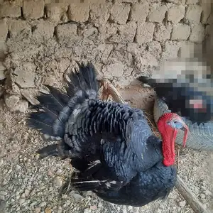 Индюк, Канибадам