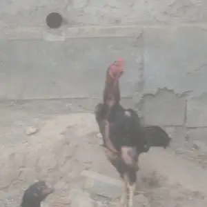 Дакан, Норак