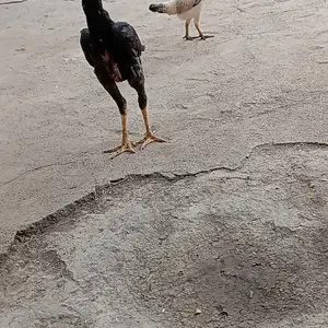 Чучаи Дакан, Душанбе