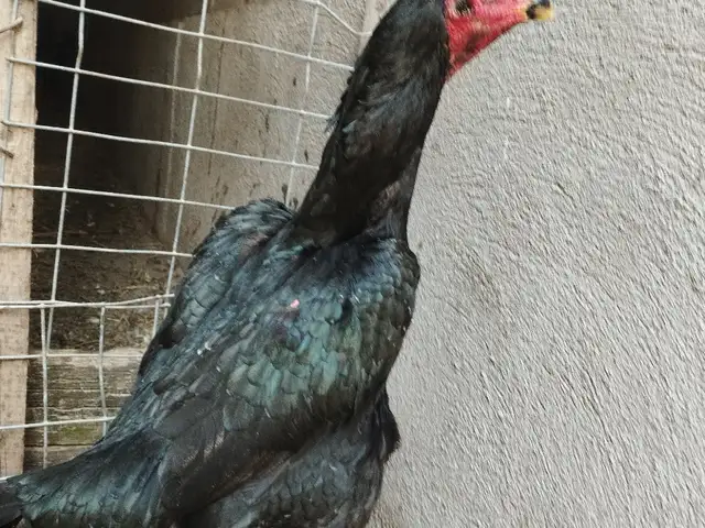 Дакан, Вахдат