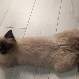 Сиамская кошка, Душанбе