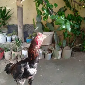 Мурги курк, Душанбе