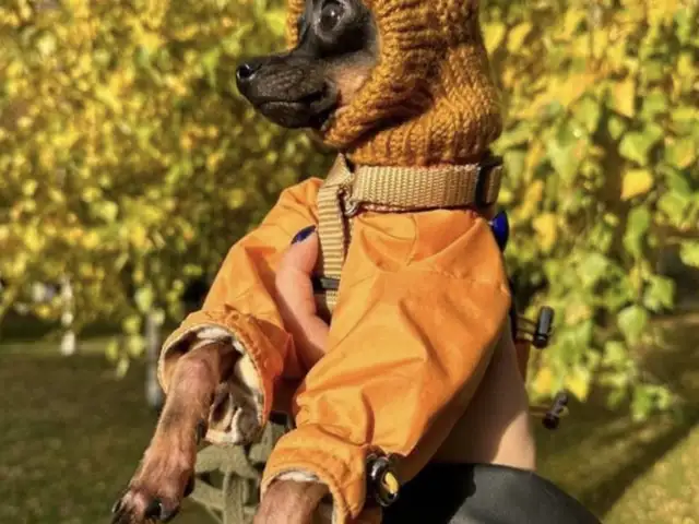 Собака, Душанбе
