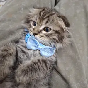 Шотландский вислоухий котёнок, Худжанд