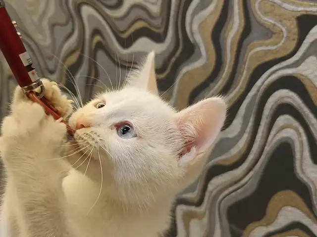 Котик метиска даром, Душанбе - 2