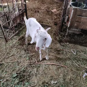 Буз, Канибадам