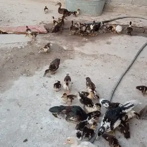 Утка, Шахринав