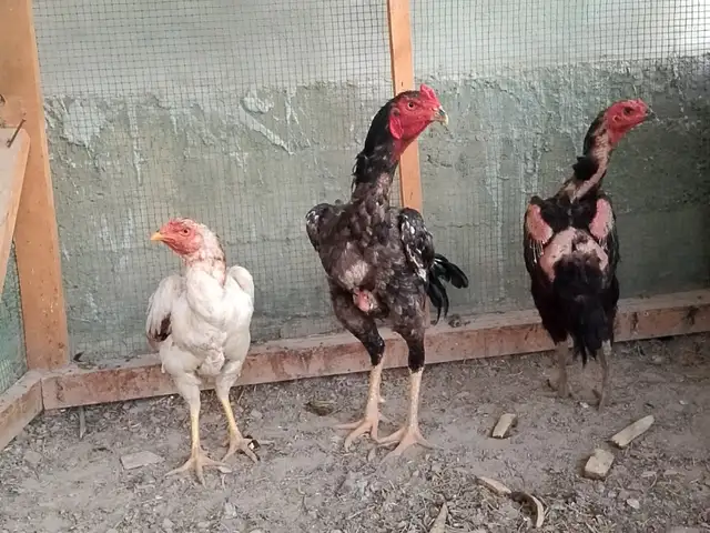 Тухми даканг, Канибадам