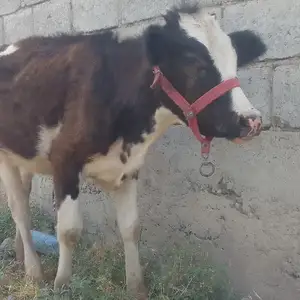 Гусалача, Ваҳдат