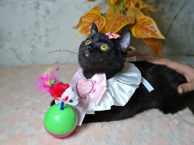 Британская кошечка, Хуҷанд