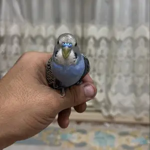 Попугай, Душанбе