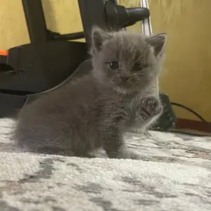 Шотландские кошки, Душанбе