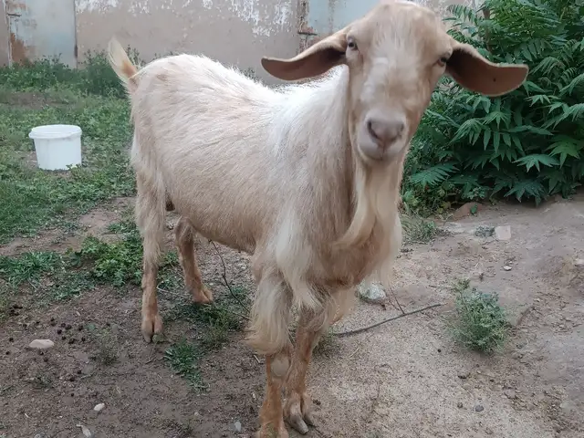 Бузи руси, Кӯлоб