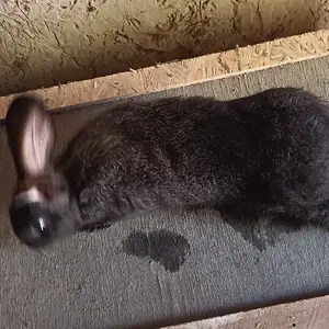 Харгушча, Пенджикент
