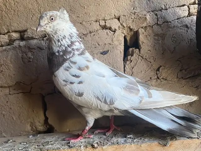 Кафтар, Кабодиён