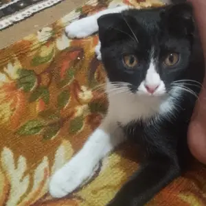 Шотландский котёнок, Душанбе