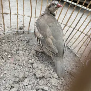 Кабки ванч, Душанбе