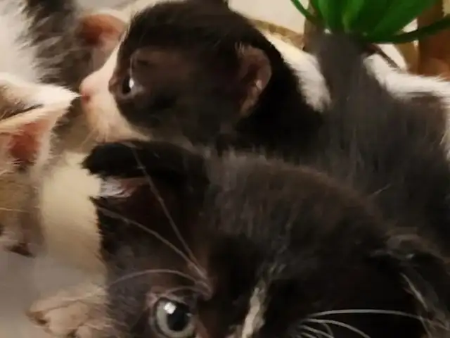 Шотландская кошка, Душанбе