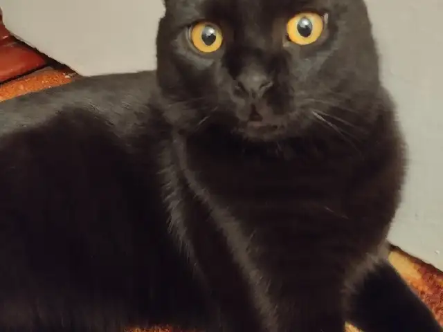 Кошка на вязку, Душанбе