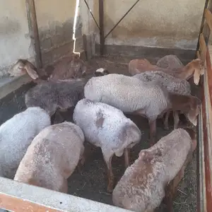 Кушкор, Худжанд