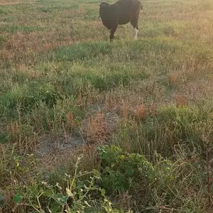 Бука, Худжанд