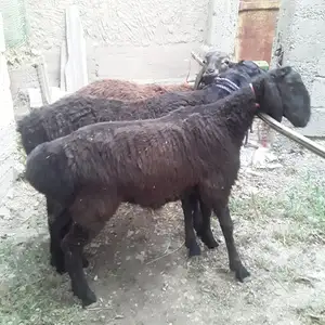 Кушкор, Душанбе