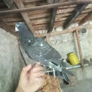 Кафтари Соч нар, Канибадам