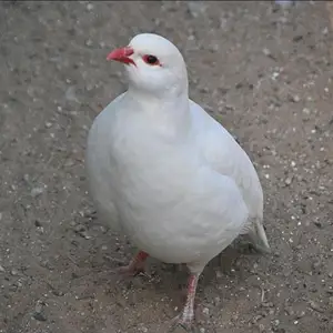 Кабки дулан, Худжанд