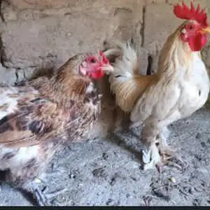 Куры, Душанбе