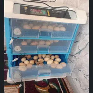 Инкубатор 520 дона, Рӯдакӣ