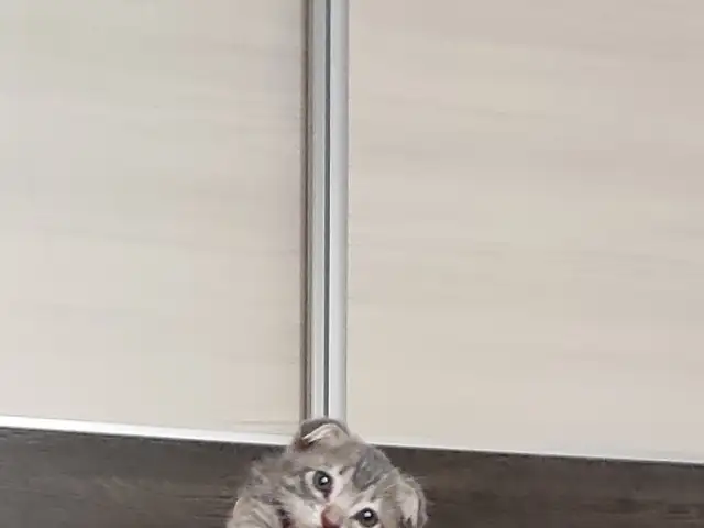 Шотландский вислоухий котенок 1.5 месяц, Душанбе