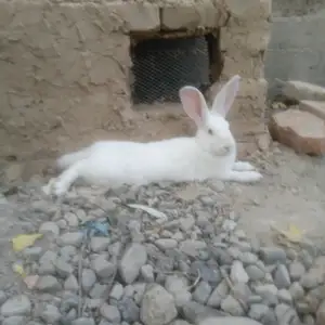 Харгуш, Душанбе