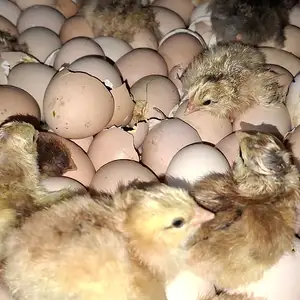 Чучахои ломан, Худжанд