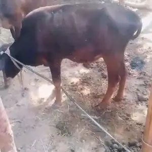 Гов, Бохтар (Курган-Тюбе)