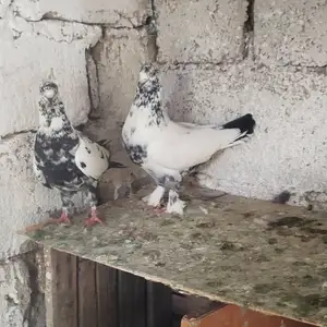 Кафтар, Гиссар